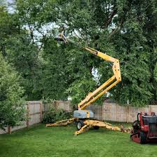 Best Palm Tree Trimming  in Hannibal, MO