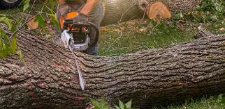 How Our Tree Care Process Works  in  Hannibal, MO